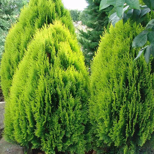 Саджанці туї Мадуродам Чернівці - фото 1