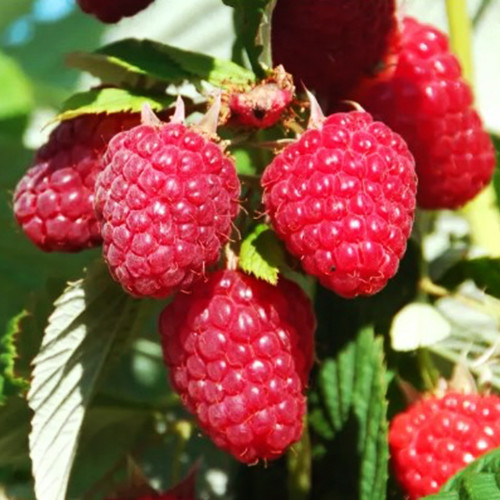 Саженцы малины Генералисимус (черенкованный) - 1-летний Черновцы - изображение 1