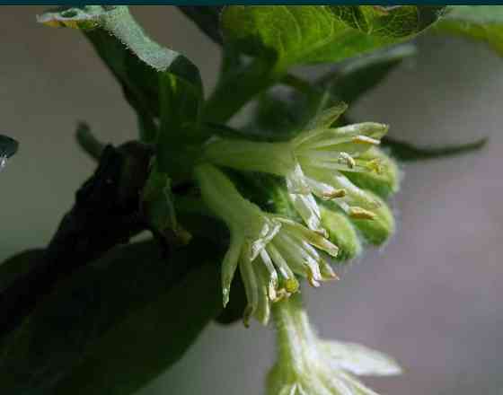 Объектив Стоматология, Природа Canon EF 100mm. F/2.8L Macro IS USM Киев