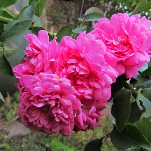 Саджанці троянд Луї Жолье (привитий) - 2-річний Чернівці - фото 1