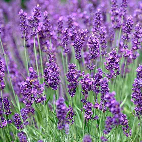 Саженцы лаванды Дварф Блю (черенкованный) - 2-летний Черновцы