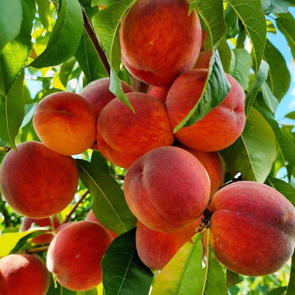 Саженцы персика Посол Мира (привитый) - 2-летний Черновцы - изображение 2