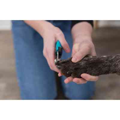 Когтерез для животных Trixie Luxe для кошек и собак 16 см (4011905023687) Винница