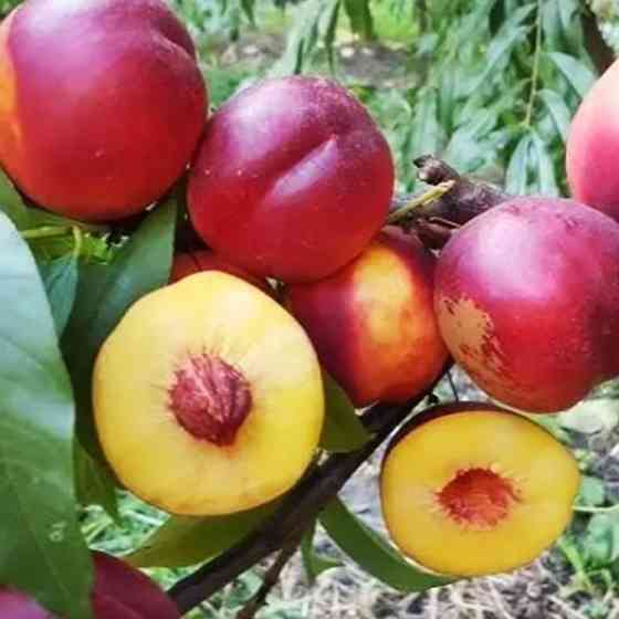 Саженцы нектарина Покахонтас (привитый) - 1-летний Черновцы