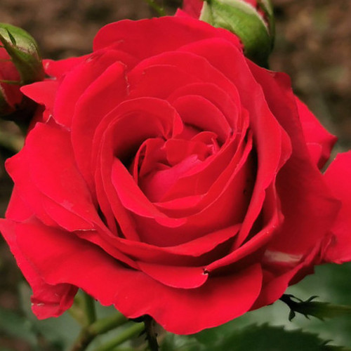 Саджанці троянд Тарас Шевченко (привитий) - 2-річний Чернівці - фото 1