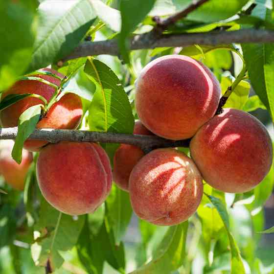 Саджанці персика Мостиський (привитий) - 1-річний Чернівці