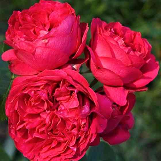 Саженцы английских пионовидных роз Ред Эден Роуз (привитый) Черновцы
