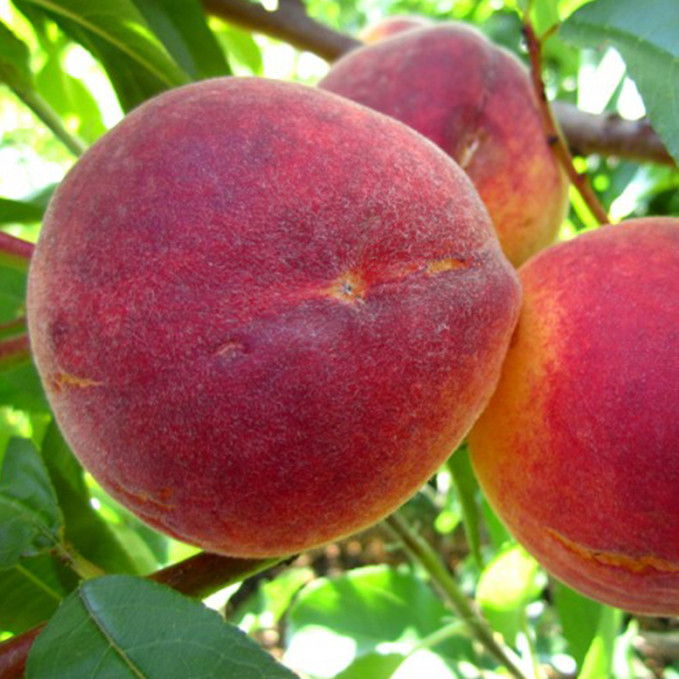 Саджанці персика Крест Хейвен (привитий) - 1-річний Чернівці - фото 1