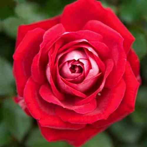 Саджанці троянд Мейді (привитий) - 2-річний Чернівці