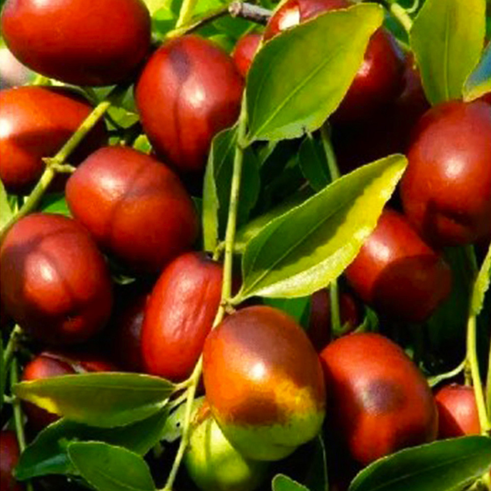 Саженцы зизифуса Конфетный - 1-летний Черновцы - изображение 3