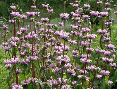 Зопник клубненосный (Железняк бульбистий) 100г master sem Киев - изображение 1