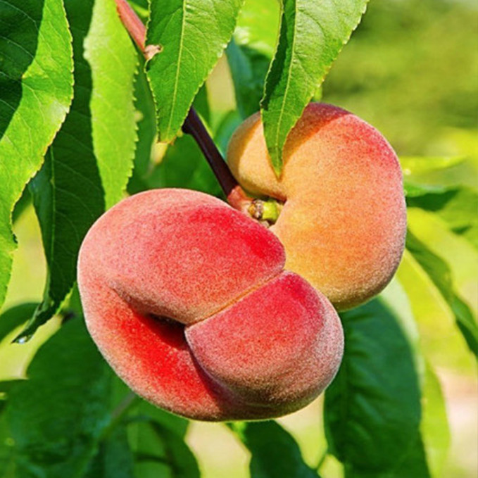 Саджанці персика Плане Джем (привитий) - 1-річний Чернівці - фото 1