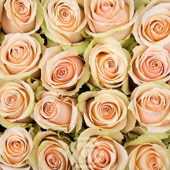 Саджанці чайно-гібридних троянд Примавера (привитий) Чернівці