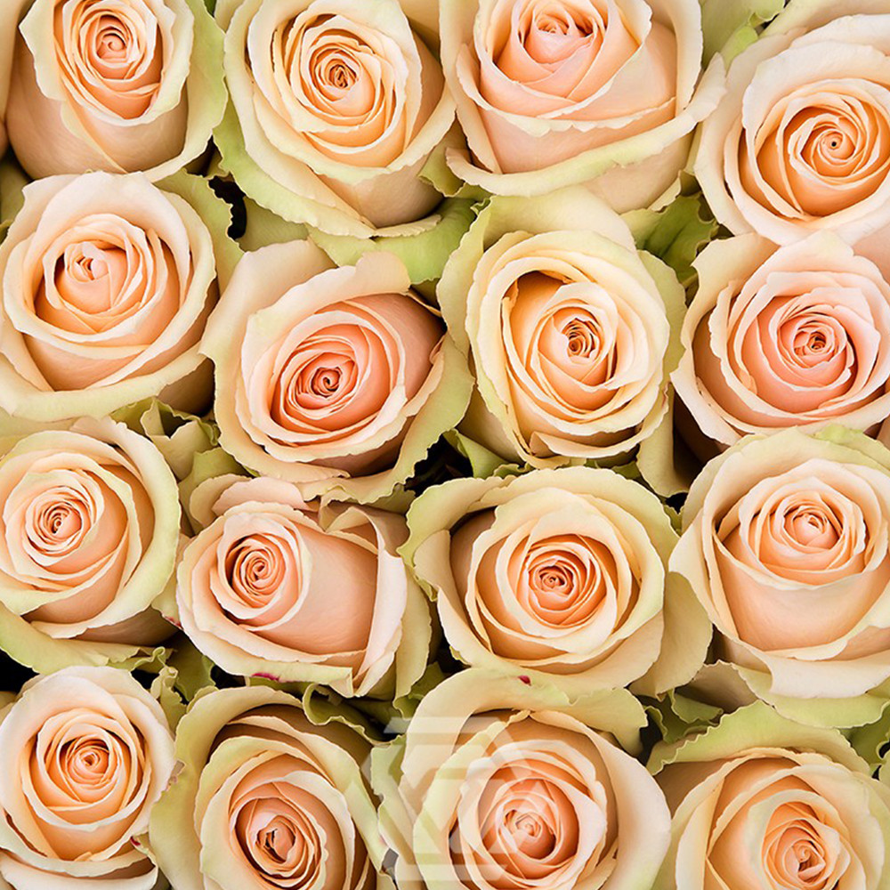 Саджанці чайно-гібридних троянд Примавера (привитий) Чернівці - фото 3