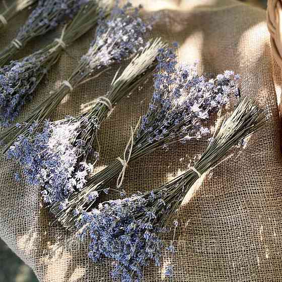 Цветы лаванды в пучке 70-90 шт до 30 см Ирпень