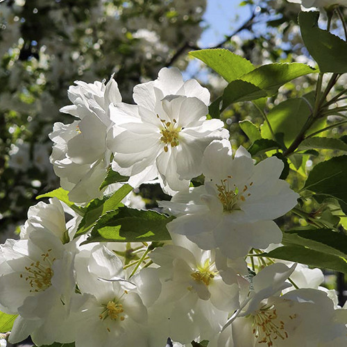 Саженцы яблони Мадонна (привитый) - 1-летний Черновцы - изображение 1