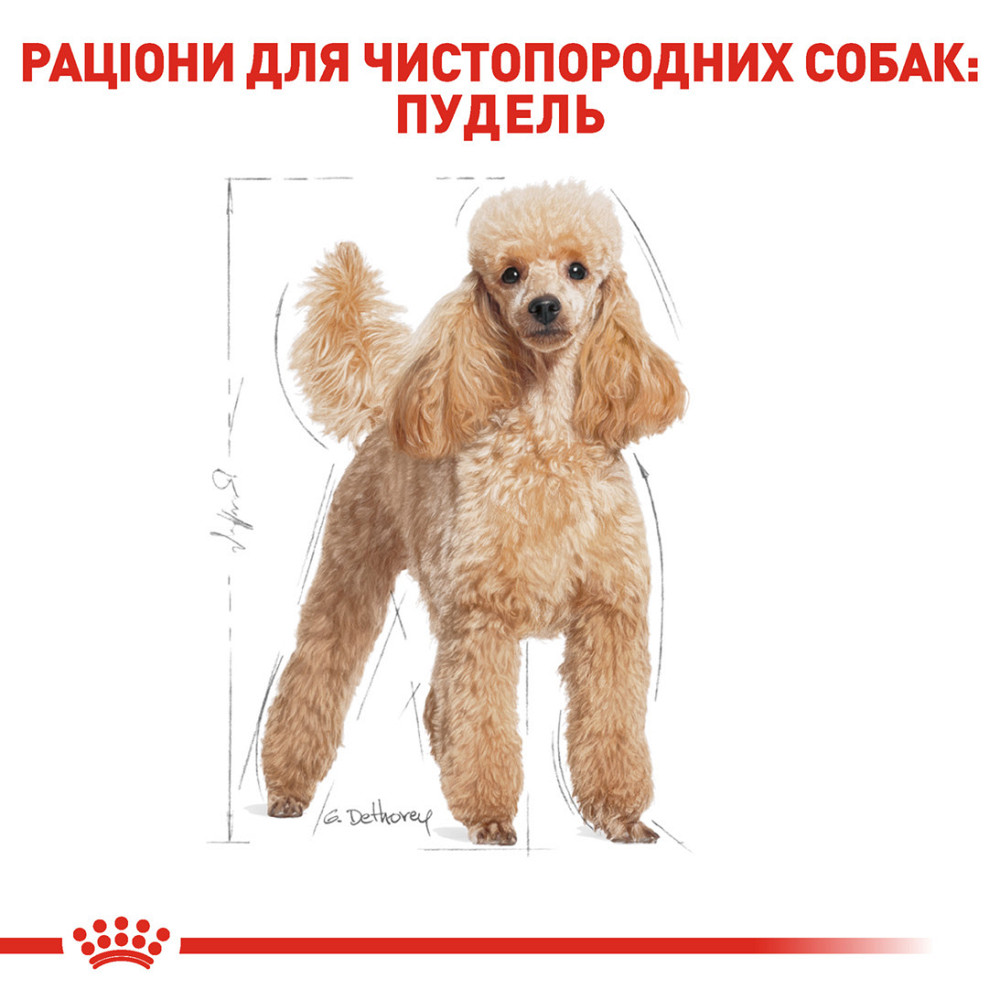 Корм для дорослих собак породи Пудель ROYAL CANIN POODLE ADULT 0.5 кг Київ - фото 3