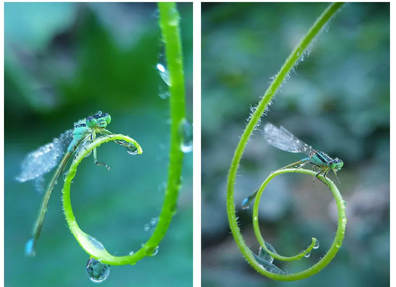 Макро об'єктив для телефону 75мм професійний Kase Master Macro Київ - фото 5