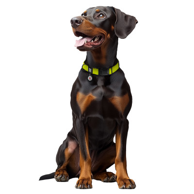 Ошейник для животных WAUDOG Magnet c QR паспортом, магнитная пряжка-фастекс XL лимонный (279726) Винница - изображение 6