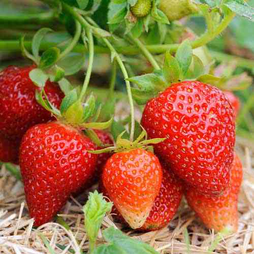 Саджанці полуниці Олімпія (10 штук) - 1-річний Чернівці