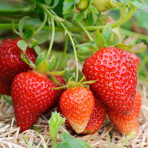 Саджанці полуниці Олімпія (10 штук) - 1-річний Чернівці - фото 1