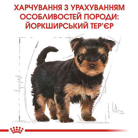 Корм для цуценят породи Йоркшир-тер'єр ROYAL CANIN YORKSHIRE PUPPY 0.5 кг Київ