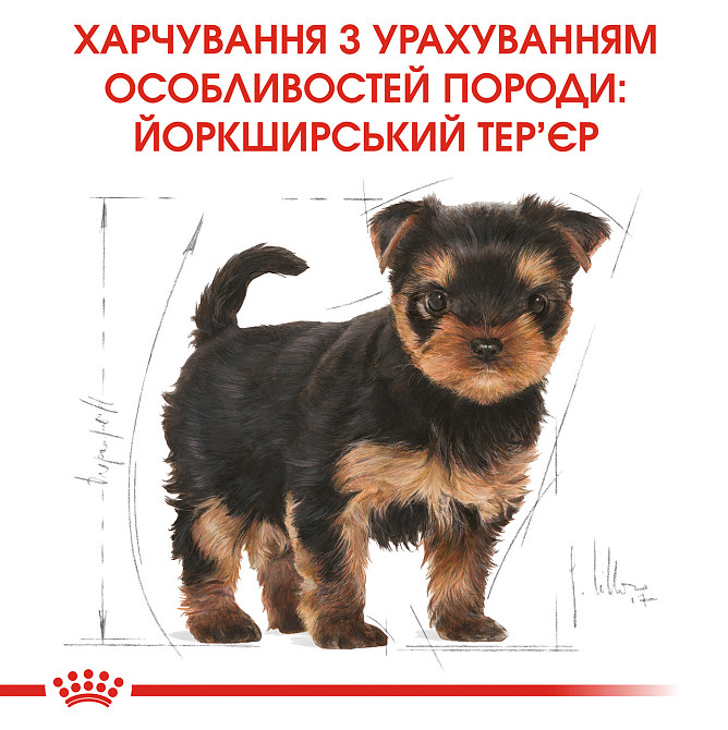 Корм для щенков породы Йоркшир-терьер ROYAL CANIN YORKSHIRE PUPPY 0.5 кг Киев - изображение 6