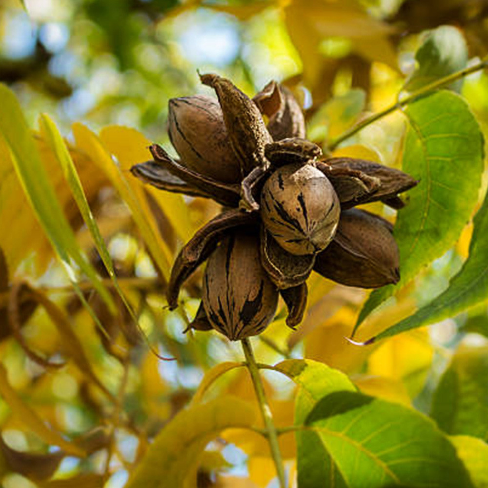 Саджанці пекана Shawnee (Чавні) - 4-річний Чернівці - фото 4