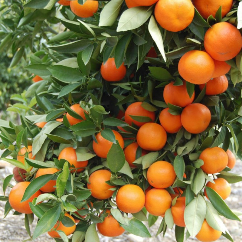 Мандаринова олія ефірна Київ - фото 3