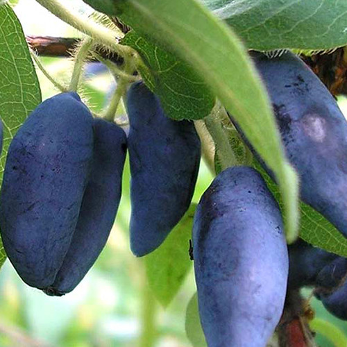 Саджанці жимолості Лакомка (черенкований) - 2-річний Чернівці - фото 1