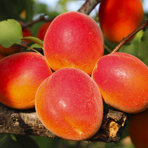 Саженцы абрикоса Микадо (привитый) - 1-летний Черновцы - изображение 1