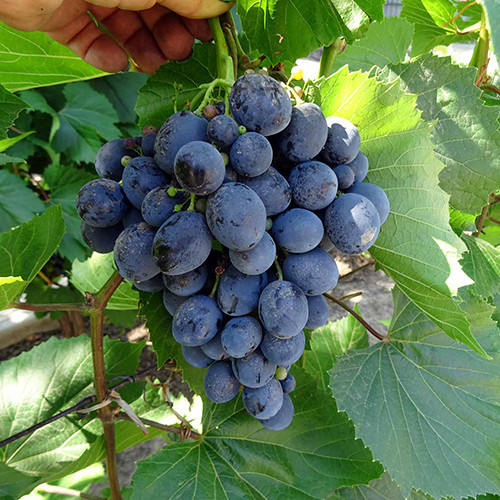 Саженцы винограда Сфинкс (черенкованный) - 1-летний Черновцы - изображение 1