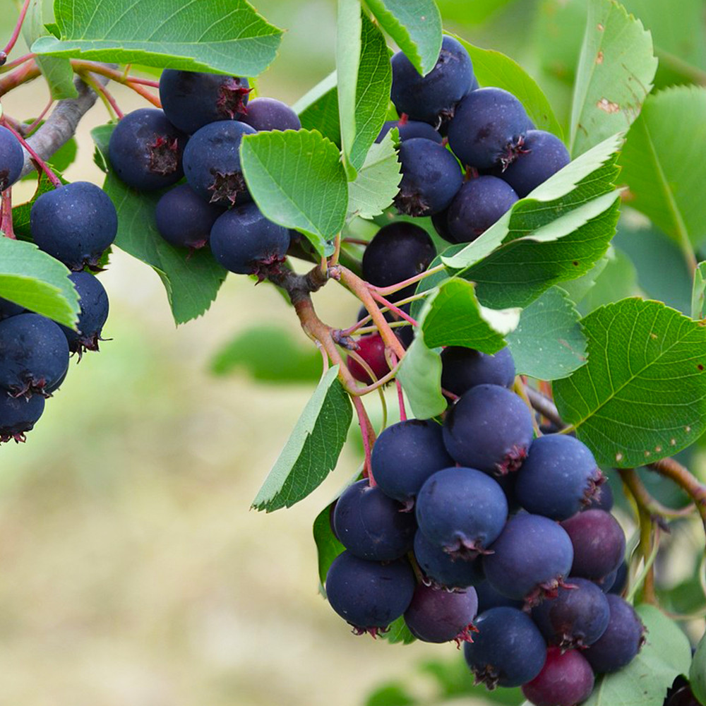 Саджанці ірги Слейт - 3-річний Чернівці - фото 1