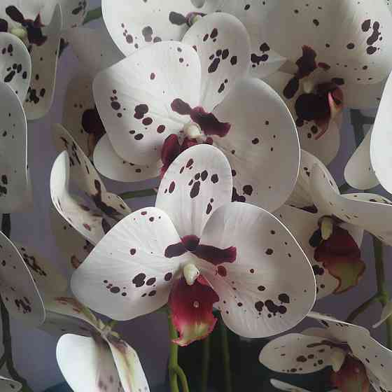 Штучна латексна орхідея VIP в керамічному кашпо на три гілки біла з бордовою крапкою. Дніпро