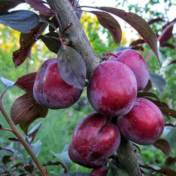 Саджанці сливи Голлівуд (привитий) - 2-річний Чернівці