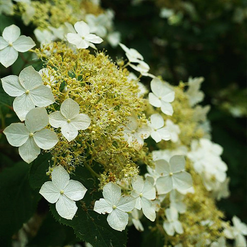 Саджанці гортензії Бретшнейдера (черенкований) - 2-річний Чернівці - фото 1
