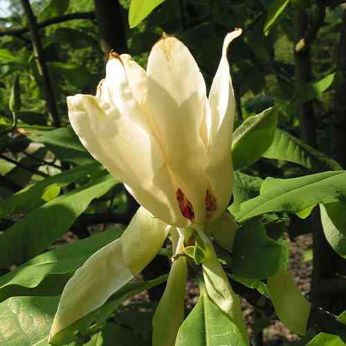 Саженцы магнолии Трехлепестковая (черенкованный) - 2-летний Черновцы