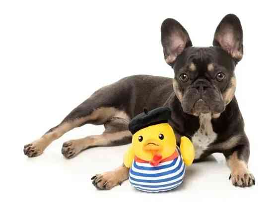 М'яка іграшка для собак FuzzYard Качечка Тімоті Чалаквак S Луцк