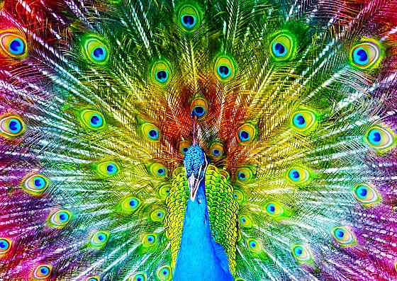 Пазл Різнобарвний павич - Colorful Peacock (Enjoy-1251) Киев