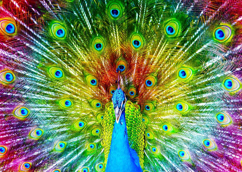 Пазл Різнобарвний павич - Colorful Peacock (Enjoy-1251) Киев - изображение 3