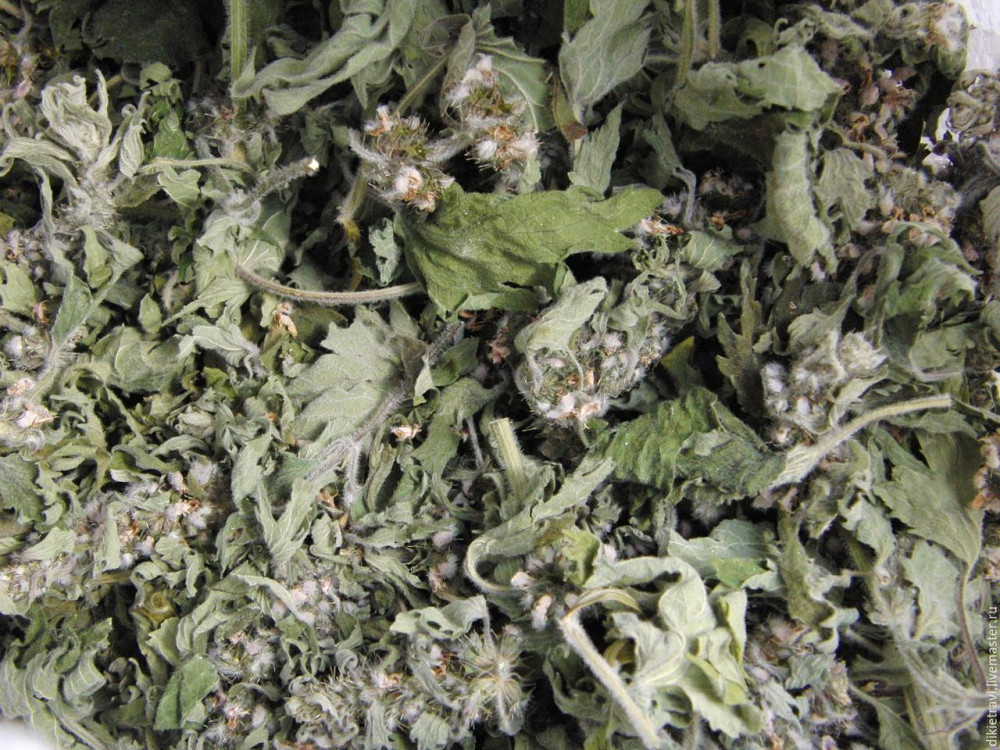 Пустирнік лікарський (Пустырник лекарственный) 100г master sem Киев - изображение 2