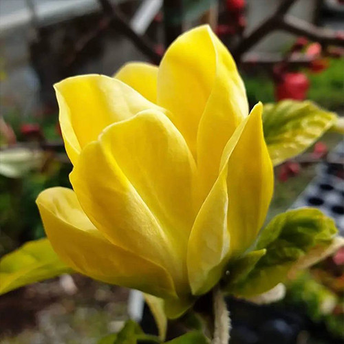 Саджанці магнолії Еллоу Берд (черенкований) - 2-річний Чернівці - фото 1