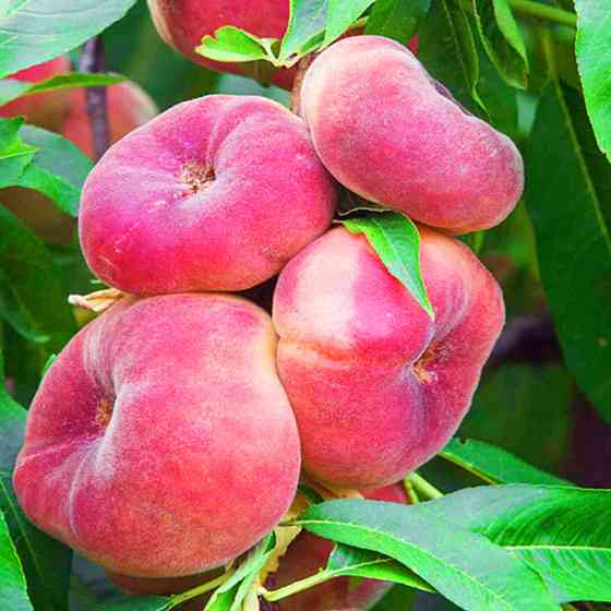 Саженцы персика Никитский (привитый) - 2-летний Черновцы