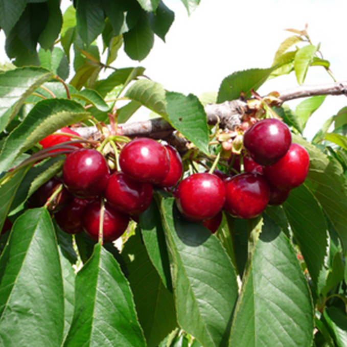 Саджанці черешні Німба (привитий) - 2-річний Чернівці - фото 1