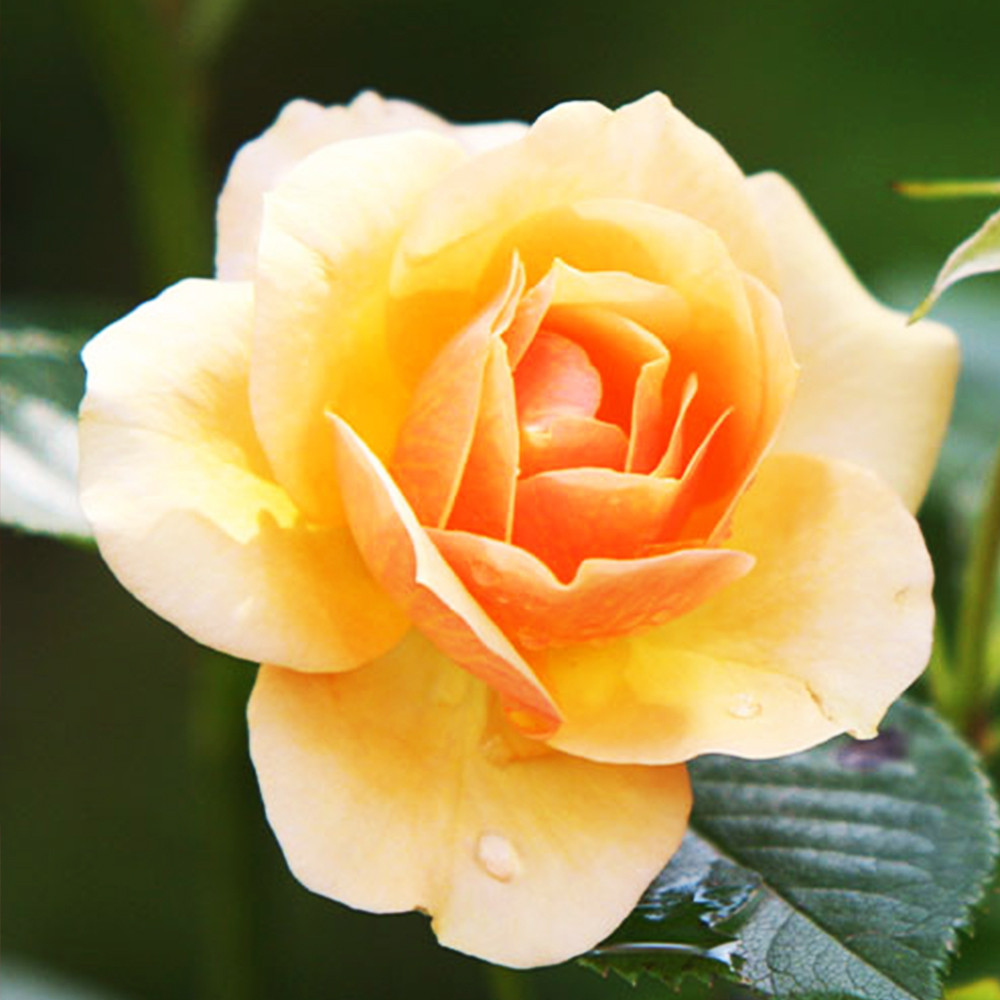 Саженцы бордюрных роз Сюрприз (привитый) Черновцы - изображение 2