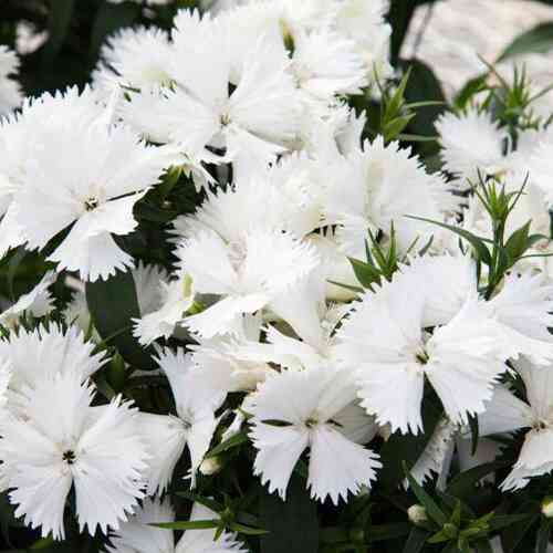 Саженцы гвоздики Восточная Сказка Белая (черенкованный) - 2-летний Черновцы