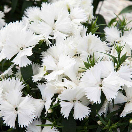 Саджанці гвоздики Східна Казка Біла (черенкований) - 2-річний Чернівці - фото 1