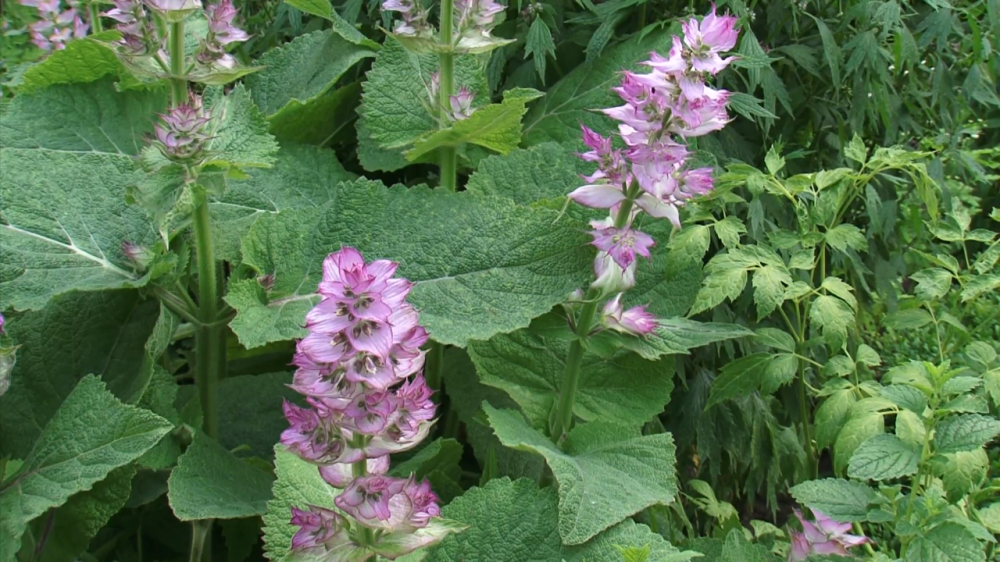 Шалфей лекарственный (Шавлія лікарська) 100г master sem Киев - изображение 1