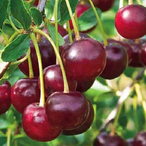 Саженцы вишни Кантор Янош (привитый) - 1-летний Черновцы