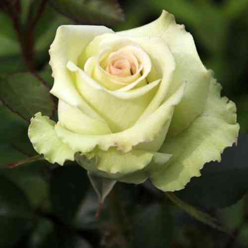 Саженцы чайно-гибридных роз Грин Фэшн (привитый) Черновцы